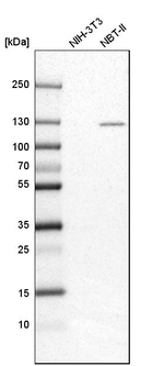 ITGA3 Antibody in Western Blot (WB)