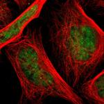 TAF4 Antibody in Immunocytochemistry (ICC/IF)