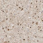 TAF4 Antibody in Immunohistochemistry (Paraffin) (IHC (P))