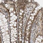 TAF4 Antibody in Immunohistochemistry (Paraffin) (IHC (P))