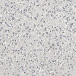 TAF4 Antibody in Immunohistochemistry (Paraffin) (IHC (P))