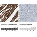 CACNA2D1 Antibody