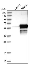 RING1 Antibody in Western Blot (WB)