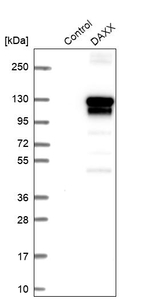 DAXX Antibody in Western Blot (WB)