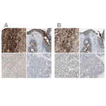 ALPL Antibody in Immunohistochemistry (Paraffin) (IHC (P))