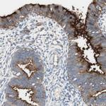 ALPL Antibody in Immunohistochemistry (Paraffin) (IHC (P))