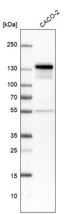 NFATC2 Antibody in Western Blot (WB)