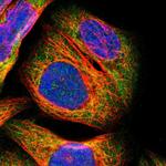 PARP14 Antibody in Immunocytochemistry (ICC/IF)