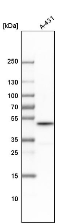 Cyclin B2 Antibody in Western Blot (WB)