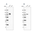 CD18 Antibody in Western Blot (WB)