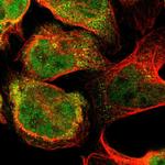 FLII Polyclonal Antibody