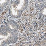 FLII Antibody in Immunohistochemistry (Paraffin) (IHC (P))