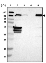 FLII Antibody in Western Blot (WB)