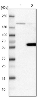 FLII Antibody in Western Blot (WB)
