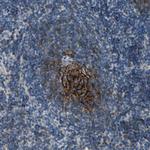 CD23 Polyclonal Antibody