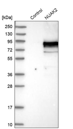 NUAK2 Antibody in Western Blot (WB)