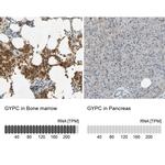 GYPC Antibody