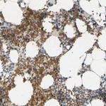 GYPC Antibody in Immunohistochemistry (Paraffin) (IHC (P))
