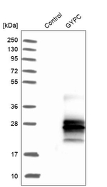 GYPC Antibody in Western Blot (WB)