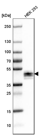 Ephrin B2 Antibody in Western Blot (WB)