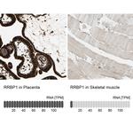 RRBP1 Antibody
