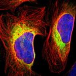 RRBP1 Antibody in Immunocytochemistry (ICC/IF)