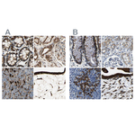 RRBP1 Antibody in Immunohistochemistry (Paraffin) (IHC (P))