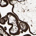 RRBP1 Antibody in Immunohistochemistry (Paraffin) (IHC (P))