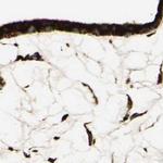 RRBP1 Antibody in Immunohistochemistry (Paraffin) (IHC (P))