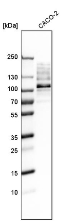 RRBP1 Antibody in Western Blot (WB)