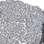 SOX7 Antibody in Immunohistochemistry (Paraffin) (IHC (P))