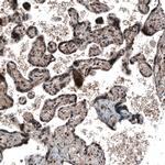 SOX7 Antibody in Immunohistochemistry (Paraffin) (IHC (P))