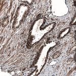 SOX7 Antibody in Immunohistochemistry (Paraffin) (IHC (P))