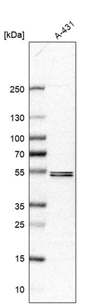 SOX7 Antibody in Western Blot (WB)