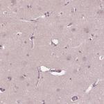 SIGLEC6 Antibody in Immunohistochemistry (Paraffin) (IHC (P))
