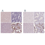SIGLEC6 Polyclonal Antibody