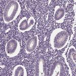 SIGLEC6 Antibody in Immunohistochemistry (Paraffin) (IHC (P))