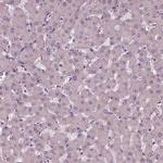 SIGLEC6 Antibody in Immunohistochemistry (Paraffin) (IHC (P))