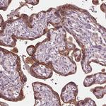 SIGLEC6 Antibody in Immunohistochemistry (Paraffin) (IHC (P))