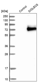 SIGLEC6 Antibody in Western Blot (WB)