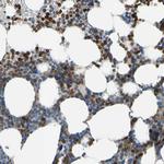 SIGLEC5 Antibody in Immunohistochemistry (Paraffin) (IHC (P))