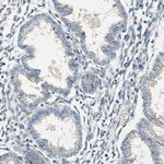 SIGLEC5 Antibody in Immunohistochemistry (Paraffin) (IHC (P))