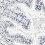 SIGLEC5 Antibody in Immunohistochemistry (Paraffin) (IHC (P))
