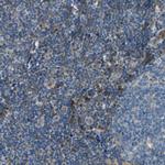 SIGLEC5 Antibody in Immunohistochemistry (Paraffin) (IHC (P))