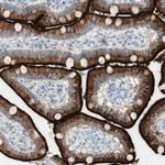 CDHR5 Antibody in Immunohistochemistry (Paraffin) (IHC (P))