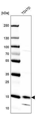 GCDFP-15 Antibody in Western Blot (WB)