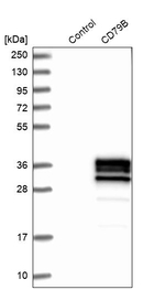 CD79b Antibody in Western Blot (WB)