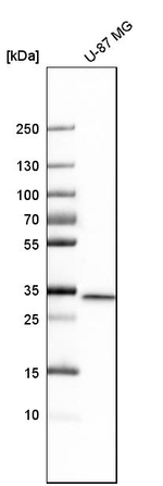MAPRE3 Antibody in Western Blot (WB)