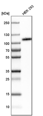B7-H3 Antibody in Western Blot (WB)