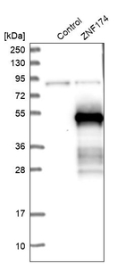 ZNF174 Antibody in Western Blot (WB)